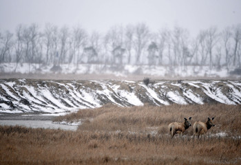 Dafeng elk National Nature Reserve, Yancheng City, Jiangsu Province, China