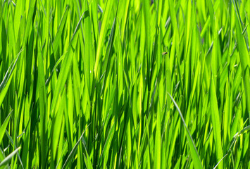 Naklejka premium Solid green grass background