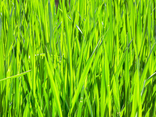 Solid green grass background