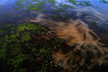 Dafeng elk National Nature Reserve, Yancheng City, Jiangsu Province, China