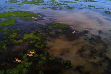 Dafeng elk National Nature Reserve, Yancheng City, Jiangsu Province, China