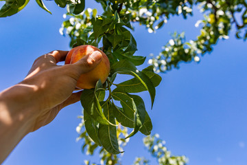 low angle, selective focus and close up view on hand picking a ripe peach fruit from the tree...