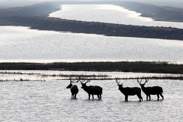 Dafeng elk National Nature Reserve, Yancheng City, Jiangsu Province, China