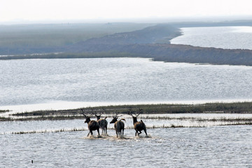 Dafeng elk National Nature Reserve, Yancheng City, Jiangsu Province, China