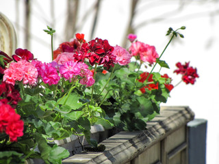 Red, lilac, pink and white geranium flowers in a flower pot on the street