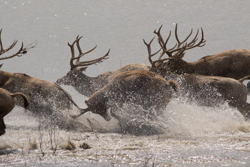 Dafeng elk National Nature Reserve, Yancheng City, Jiangsu Province, China
