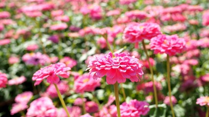 Backdrop with a beautiful blooming pink flower garden, springtime with chrysanthemum flower field.