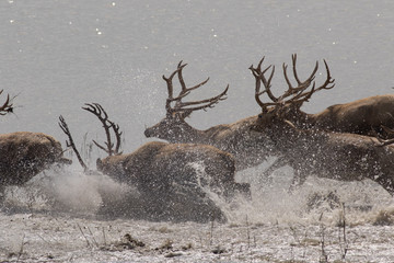 Dafeng elk National Nature Reserve, Yancheng City, Jiangsu Province, China