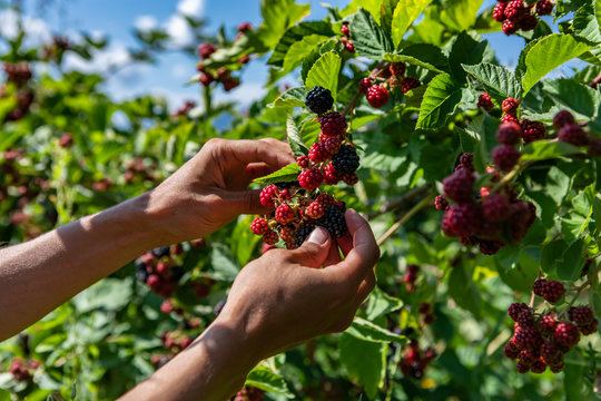 farm worker hands picking ripe blackberries fruits from the blackberry bush in close up and selective focus view with plants leaves in the background