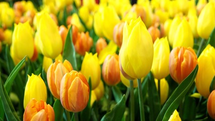 Beautiful backdrop fresh flowers of bright yellow tulips flower in garden