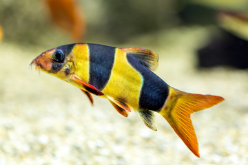 Clown loach or tiger botia fish  (Chromobotia macracanthus) in natural habitat