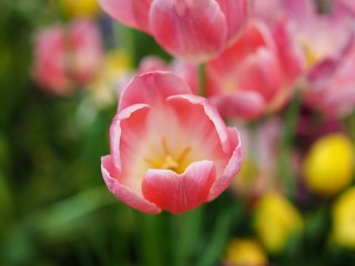 Beautiful flowers of bright pink tulips flower