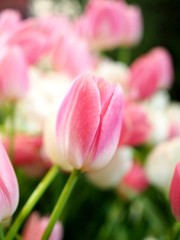 Beautiful flowers of bright pink tulips flower