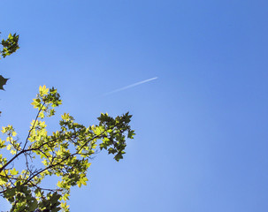 Trace from the plane in clear blue sky against the background of a green tree branch