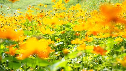 Beautiful natural wallpaper with yellow cosmos blur flowers.