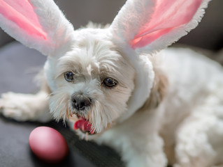 A cute little white dog with an Ester pink colored egg and rabbit ears is laying on a car seat.