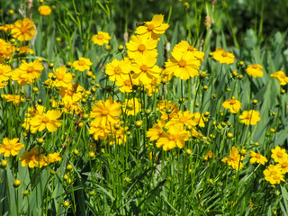 Obraz premium Glade of yellow flowers of coreopsis in the summer against a background of fresh greenery