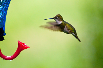 Ruby throat hummingbird coming in for a sip