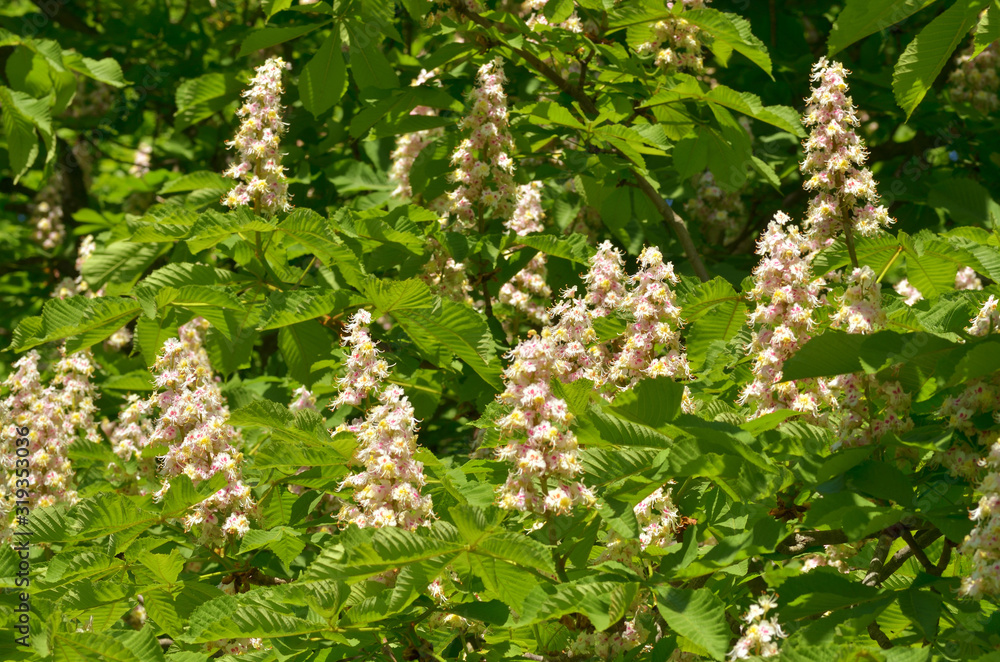 Wall mural chestnut blossom in spring.