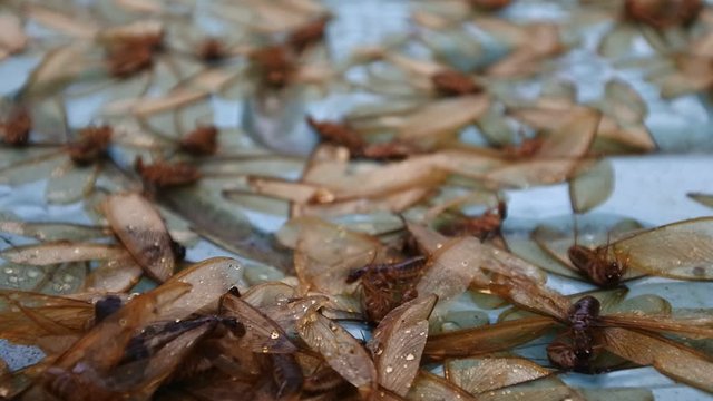 thousands of termites (infraordo Isoptera) fly under the lights &nbsp;