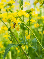 Obraz premium 菜の花の蜜を集めるハチ