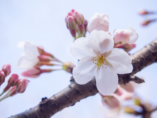 咲き始めた桜のアップ