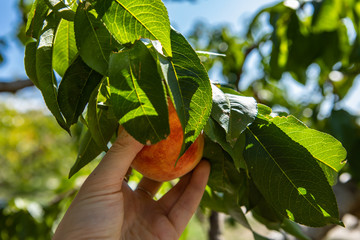 selective focus and close up shot of woman hand picking a ripe peach fruit from a tree branch full...