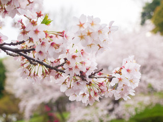 満開の桜