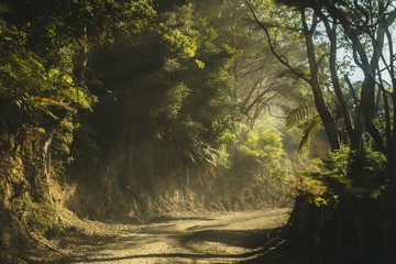 Dusty road in New Zealand bush early morning