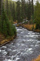 river in forest