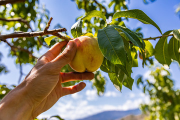 low angle, selective focus and close up view of hand holding unripe yellow peach fruit on the tree branch, with sunlight on the green leaves