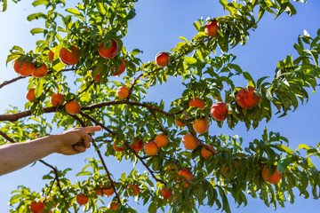 low angle view of hand with Finger pointing to a big tree branch full of ripe peaches fruits and...