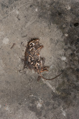 A dead air-dried rat lying on the concrete floor
