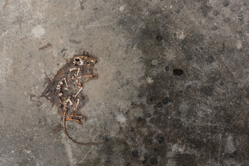 A dead air-dried rat lying on the concrete floor