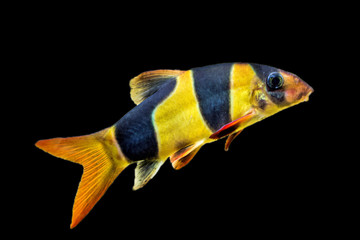 Clown loach or tiger botia fish  (Chromobotia macracanthus) on black background