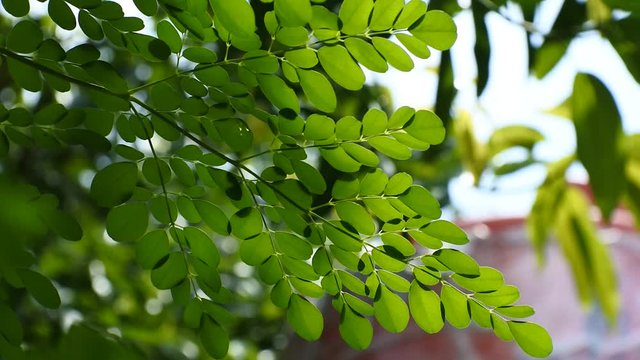 video of moringa leaves in the wind. Moringa medicinal plants that have many health benefits.