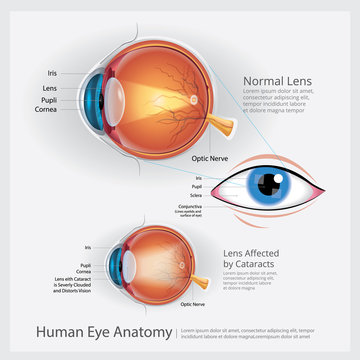 Human Eye Anatomy Vector Illustration
