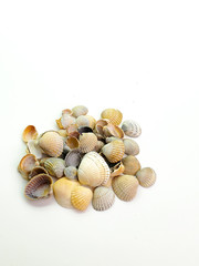 Seashells isolated on white background, top view.