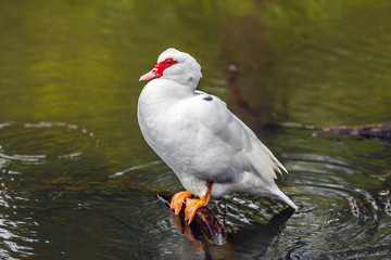 Muscovy Duck on lake