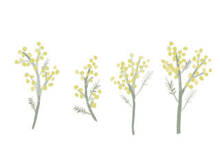 Watercolor mimosa
