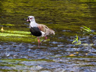 seagull on rock