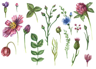 Watercolor set of wildflowers and leaves (clover, chamomile, dog rose)