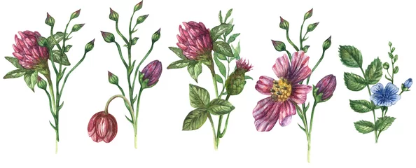 Deurstickers Watercolor illustration of wildflowers. Bouquet of chamomile, rosehip, clover, herbs and leaves © Marina