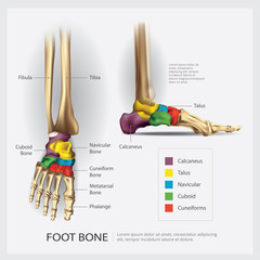 Foot Bone Anatomy Vector Illustration