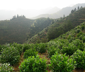 Fototapeta na wymiar Tea bushes on slopes of a mountain range plantation near Feng Le Lake Huangshan China