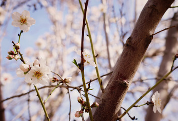 background of spring cherry blossoms tree. selective focus