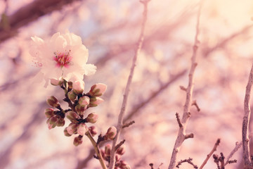 background of spring cherry blossoms tree. selective focus