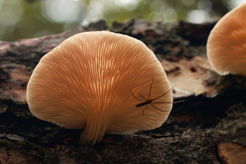 Spider Under Mushroom