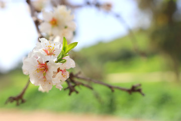 background of spring cherry blossoms tree. selective focus