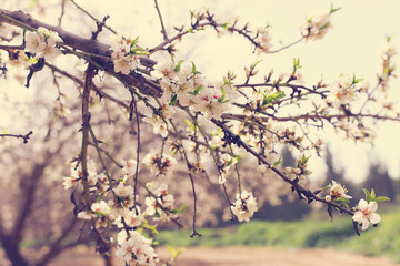 background of spring cherry blossoms tree. selective focus